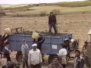 RECOLECCION 1  CAMPESINOS
